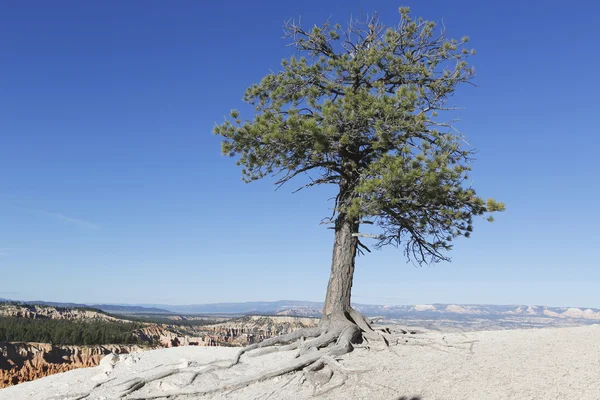 Träd och rock formationer i Bryce Canyon nationalpark, Utah — Stockfoto