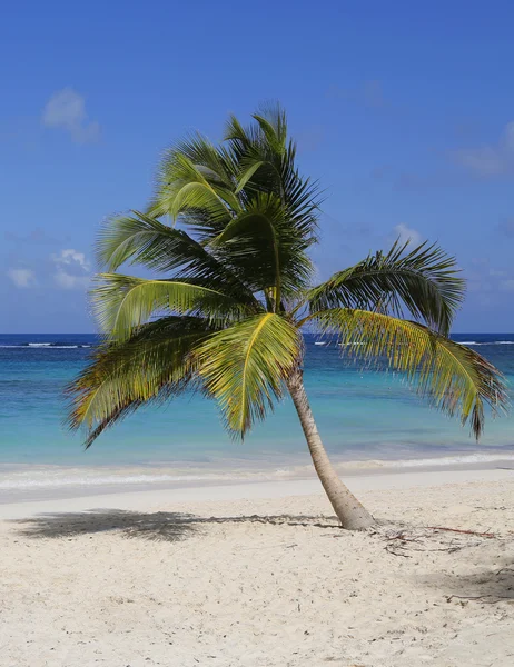 Palm tree at the beach — Stock Photo, Image