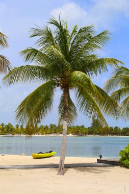 Ağaç ve kayık Caribbean Beach palm