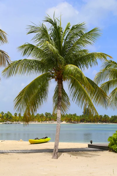 Palme und Kajak am karibischen Strand — Stockfoto