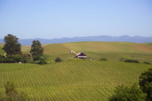 Typical landscape with rows of grapes in the wine growing region of Napa Valley — Stock Photo, Image