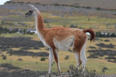 Çok Şili Patagonya '