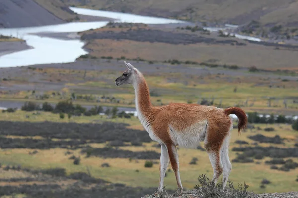 Guanako w Chile w Patagonii — Zdjęcie stockowe