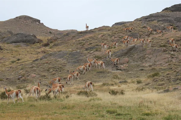 Guanaco Chilei Patagonia — Stock Fotó