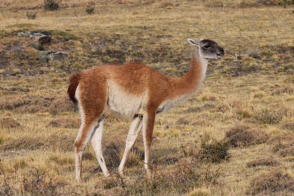 Guanaco en la Patagonia chilena — Foto de Stock