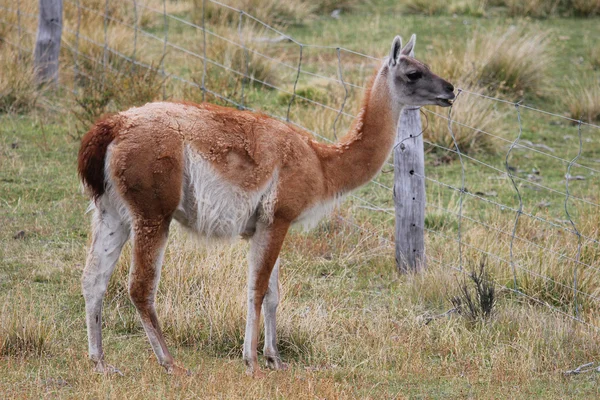 Guanako w Chile w Patagonii — Zdjęcie stockowe