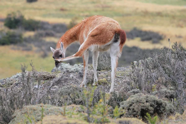 Guanako w Chile w Patagonii — Zdjęcie stockowe