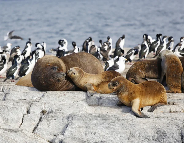 Zeehonden in Antarctica — Stockfoto