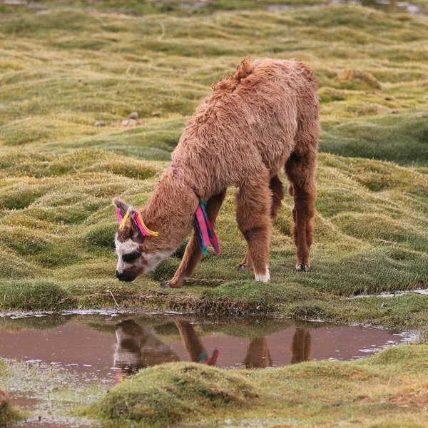 Llama on the meadow — Stok fotoğraf