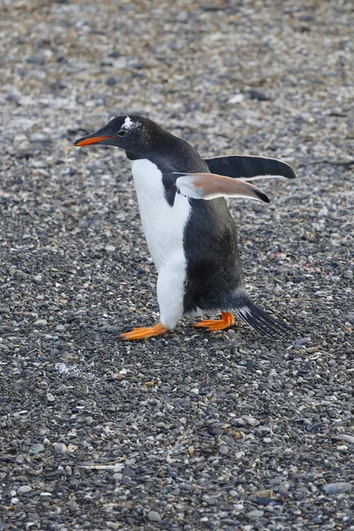 Pingüino gentoo en antártida — Foto de Stock