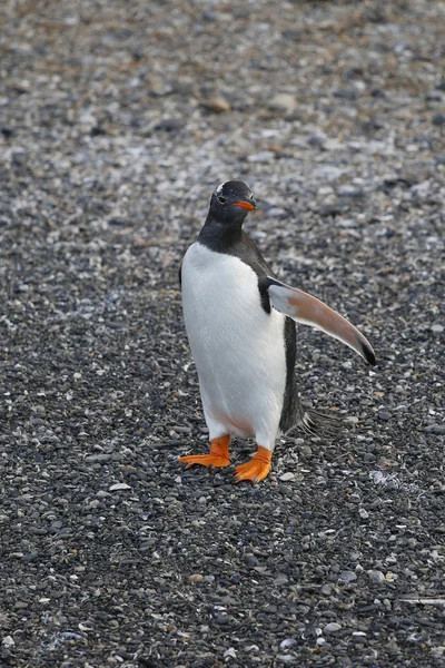 Gentoo penguin i Antarktis — Stockfoto