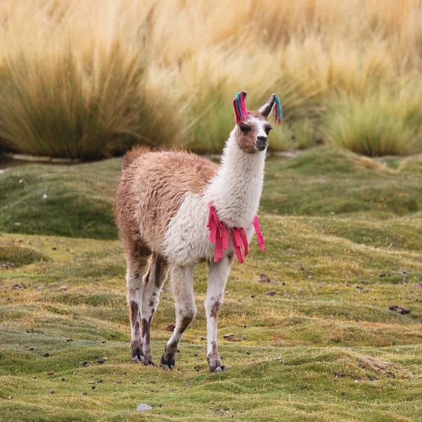 Llama on the meadow Stock Photo