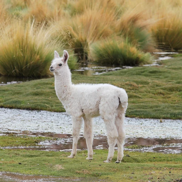 Llama on the meadow Royalty Free Stock Photos