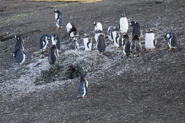 Пингвины Gentoo в Антарктиде — стоковое фото