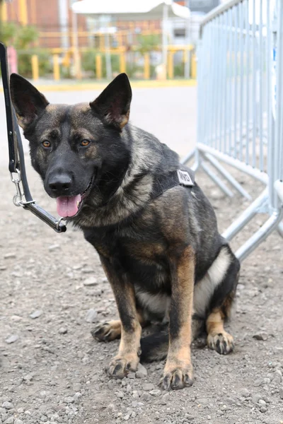 US Navy K-9 Berger allemand assurant la sécurité pendant la Fleet Week 2015 à New York — Photo