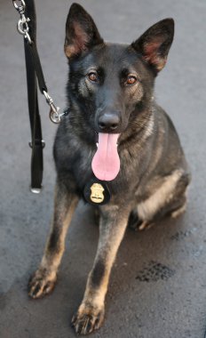 Belgian Shepherd K-9  providing security at National Tennis Center during US Open 2015