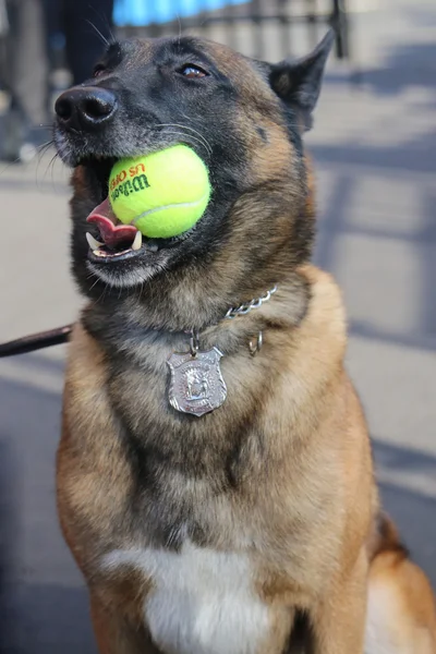 Belgian Shepherd K-9 Wyatt обеспечивает безопасность в Национальном теннисном центре во время US Open 2015 — стоковое фото