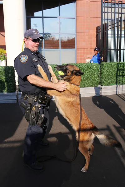 NYPD transit bureau K-9 police officer and Belgian Shepherd K-9 Wyatt providing security  during US Open 2015 — ストック写真