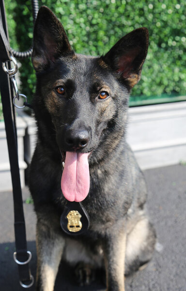 Бельгийский шейх К-9 обеспечивает безопасность в Национальном теннисном центре во время US Open 2015
