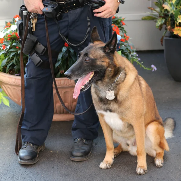 Oficina de tránsito de la policía de Nueva York K-9 oficial de policía y pastor belga K-9 Wyatt proporcionar seguridad durante el Abierto de EE.UU. 2015 — Foto de Stock