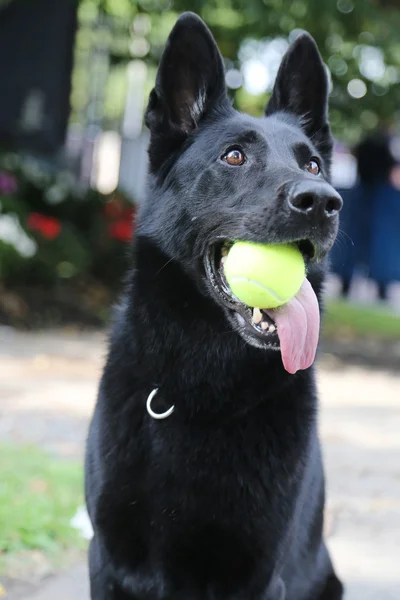 Belgian shepherd playing with tennis ball — Stock Photo, Image