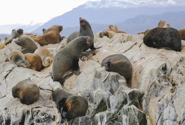 Zeeleeuwen op het eiland van de Sea Lions in het Beagle kanaal, Argentinië — Stockfoto