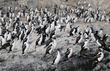 Macellan karabatak koloni Isla de Los Pajaros veya kuş Adası olarak Beagle kanalı