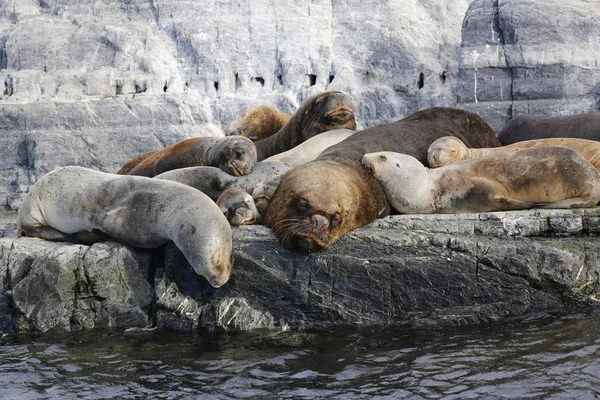 Seelöwen auf der Seelöweninsel im Beagle-Kanal, Argentinien — Stockfoto