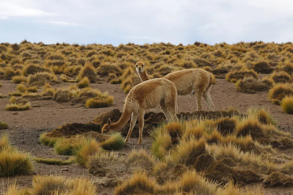 Vicuna di padang rumput . — Stok Foto