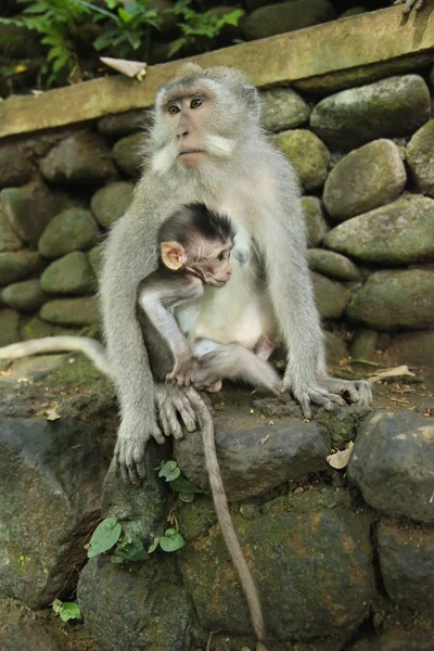 Monos en el Santuario del Bosque Sagrado, Bali, Indonesia — Foto de Stock