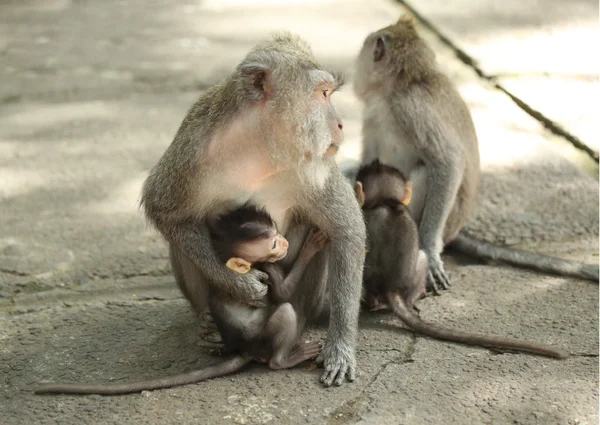 Famille de singes dans le sanctuaire de la forêt sacrée, Bali, Indonésie — Photo