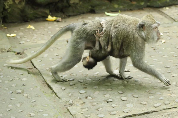 Famille de singes dans le sanctuaire de la forêt sacrée, Bali, Indonésie — Photo