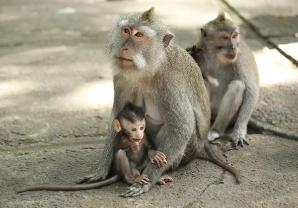 猴子家庭在神圣的森林保护区, 巴厘岛, 印度尼西亚 — 图库照片