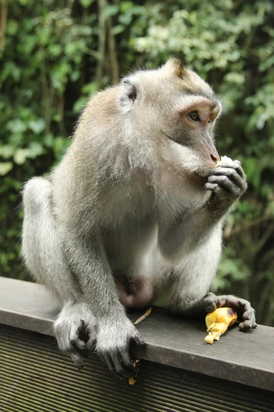 Monkey in the Sacred Forest Sanctuary, Bali, Indonesia — Stock Photo, Image