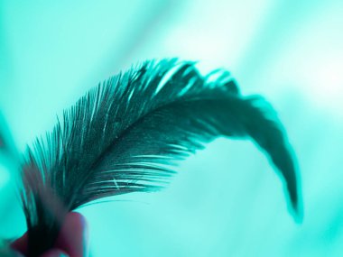 Yeşil arkaplanda tüy