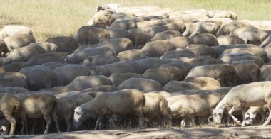 Keçi ve koyun sürüsü. Kurak bozkırlarda hayvanların hayatta kalması. Avrupa 'nın otlakları.