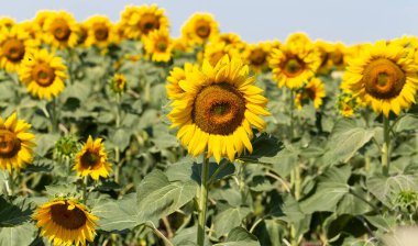 Ayçiçeği çiçeği çiçeği çiçeği. Altın ayçiçeği tarlası, öğlen güneşiyle aydınlanıyor..
