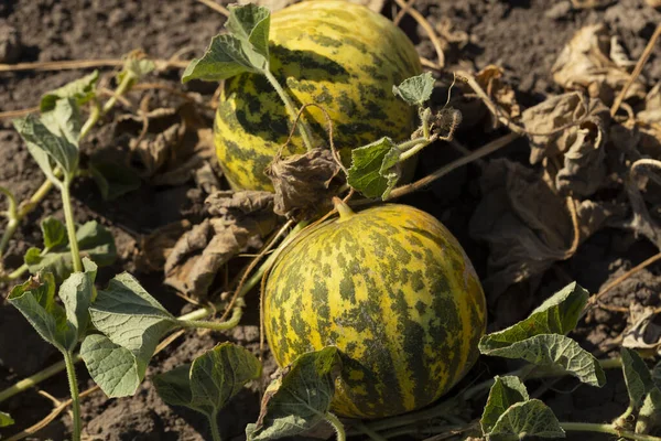 Melon field. Yellow juicy melons ripened on the field.