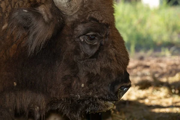Bisons Bison Bonasus Auch Wisent Genannt Maulkorb Eines Tieres Aus — Stockfoto