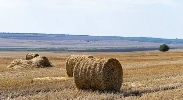 Збирання Пшениці Круглі Тюки Соломи Полі — стокове фото