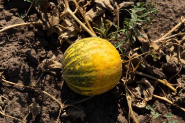 Kavun tarlası. Sahada olgunlaşmış sarı sulu kavunlar.