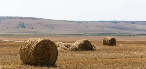 Wheat Harvesting Bales Straw Field — Stock Photo, Image