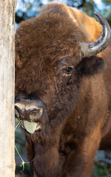 Bisons Bison Bonasus Auch Wisent Genannt Die Existenz Eines Tieres — Stockfoto