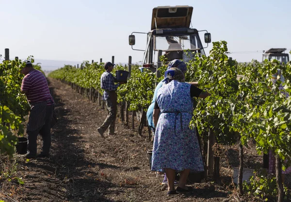 Köylüler üzüm topluyor. Evi hasat et. Şarap üretimi. Şarap üretim teknolojisi. Şarap yapma geleneği..