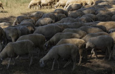 Keçi ve koyun sürüsü. Kurak bozkırlarda hayvanların hayatta kalması. Avrupa 'nın otlakları.