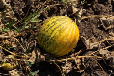 Kavun tarlası. Sahada olgunlaşmış sarı sulu kavunlar.