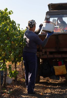 Köylüler üzüm topluyor. Evi hasat et. Şarap üretimi. Şarap üretim teknolojisi. Şarap yapma geleneği..