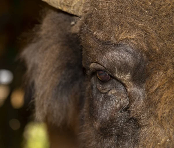 Bisonte Europeo Bison Bonasus También Conocido Como Sabio Primer Plano — Foto de Stock