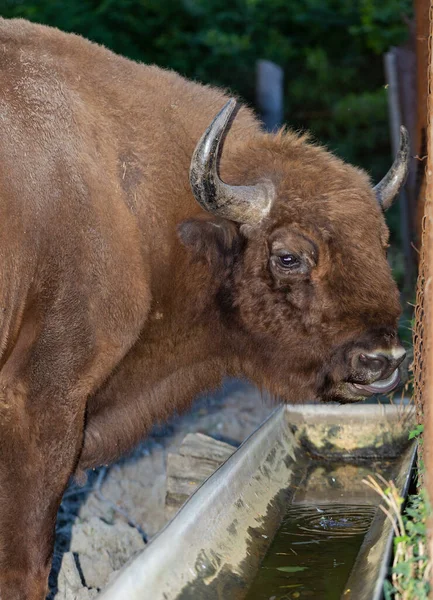 Bisons Bison Bonasus Auch Wisent Genannt Die Existenz Eines Tieres — Stockfoto