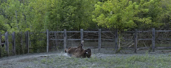 Bison Bonasus Wisent 라고도 진흙탕에서 뒹굴고 유럽들소 보호구역에 동물이 — 스톡 사진